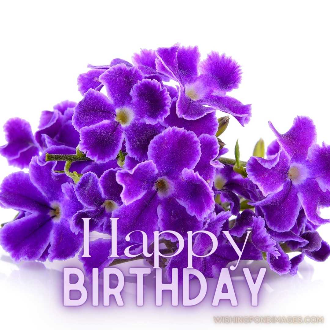 Close-up image of Viola flowers on white background. Happy Birthday Purple Flower Images